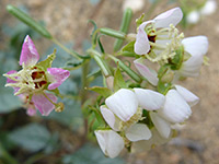 White and pink flowers