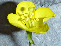 Four-lobed flower