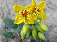 Chylismia scapoidea