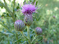 Three flowerheads