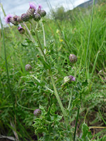 Branched stem and spiny leaves