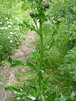 Canada Thistle