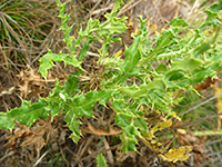 Spiny leaves