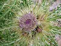 Cirsium eatonii