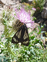Moth and flowerhead