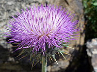 Cirsium neomexicanum