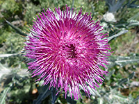 Cirsium occidentale