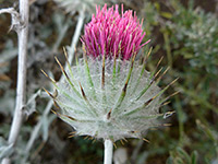 Cobwebby thistle