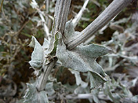 Hairy stems