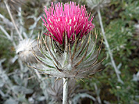 Florets and phyllaries