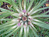 Cirsium scariosum