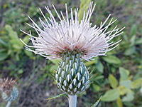 Cirsium undulatum