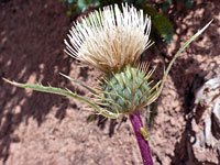 Whitish florets