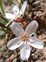 Lanceleaf springbeauty