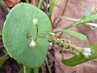 Claytonia parviflora