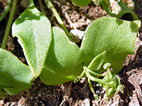 Developing flowers