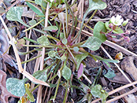 Basal leaves