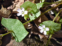 Flowers and leaves