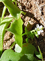 Thick green leaves