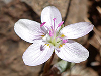 Claytonia rosea