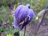 Clematis hirsutissima