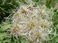 Clematis orientalis