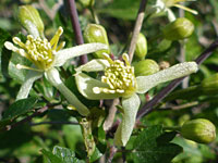 Developing flowers