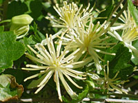 Leaves and flowers