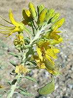 Yellow flowers