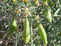 Bladderpod Bush