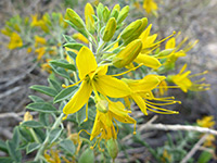 Buds and flowers