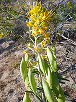 Inflated seed pods