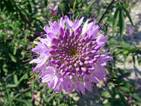 Cleome serrulata