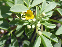 Mojave Stinkweed