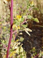 Red stem