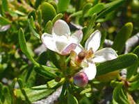 Leaves and flowers