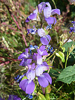 Withering flowers, Flowers of collinsia concolor, starting to wither - in Tubb Canyon, Anza Borrego Desert State Park, California