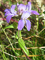 Flowers and leaves, Flowers and leaves of collinsia concolor, in Tubb Canyon, Anza Borrego Desert State Park, California