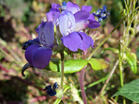 Flower cluster, Flower cluster of collinsia concolor, in Tubb Canyon, Anza Borrego Desert State Park, California