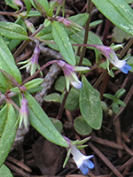 Tiny blue/white flowers