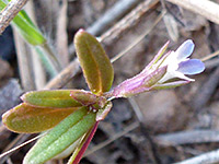 Flower and leaves