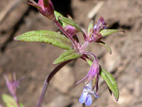 Flowers and leaves