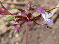 Collinsia parviflora