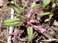 Withering inflorescence