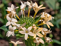 Collomia Grandiflora