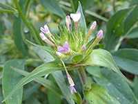 Collomia linearis