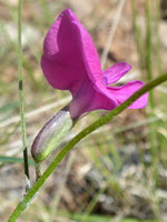 Sparsely hairy stem