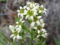 Comandra umbellata