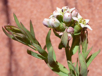 Flowers and buds