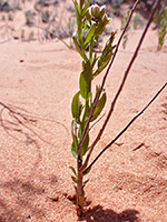 Upwards-pointing leaves